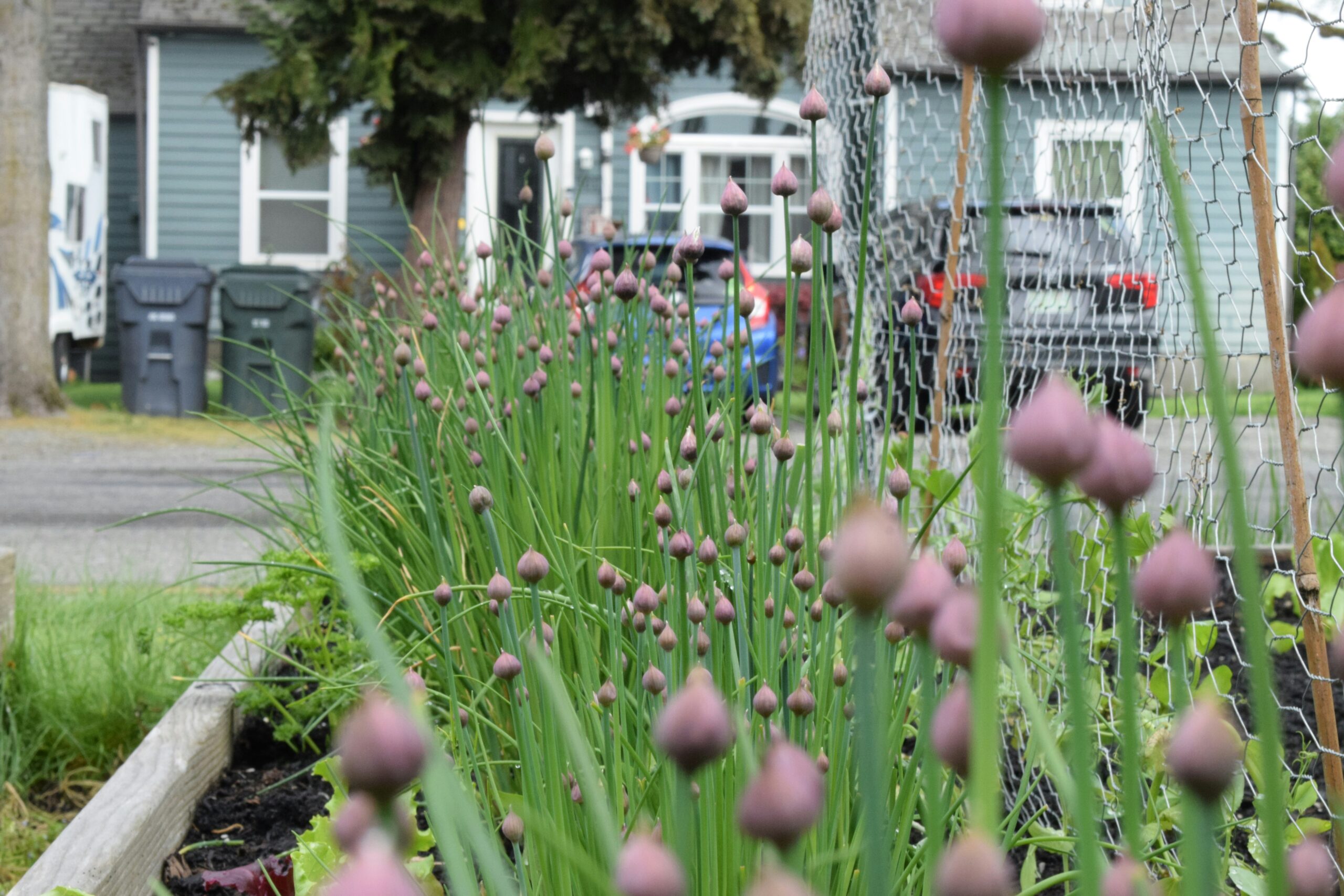 A bunch of flowers that are in the grass - How to Build a Raised Bed for a Kitchen Garden