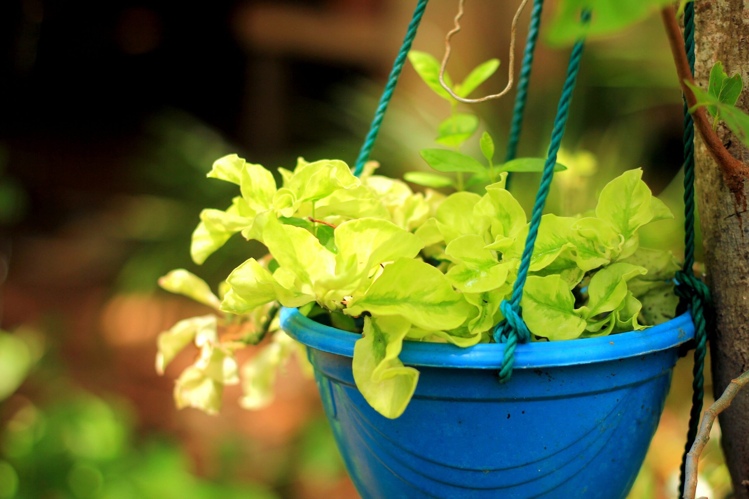 Hanging Plant with Blue Pot - How to Hang Wallpaper Like a Pro
