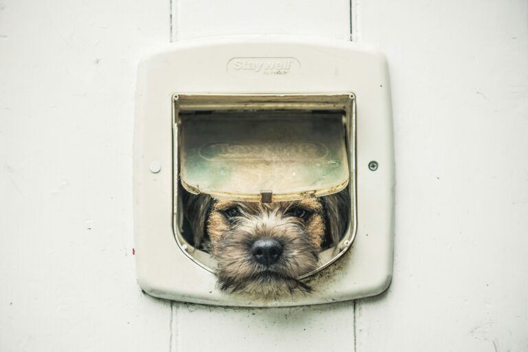 Here's my own dog, trying once again to escape out of the catflap - How to Install a Cat Flap in a Wooden Door
