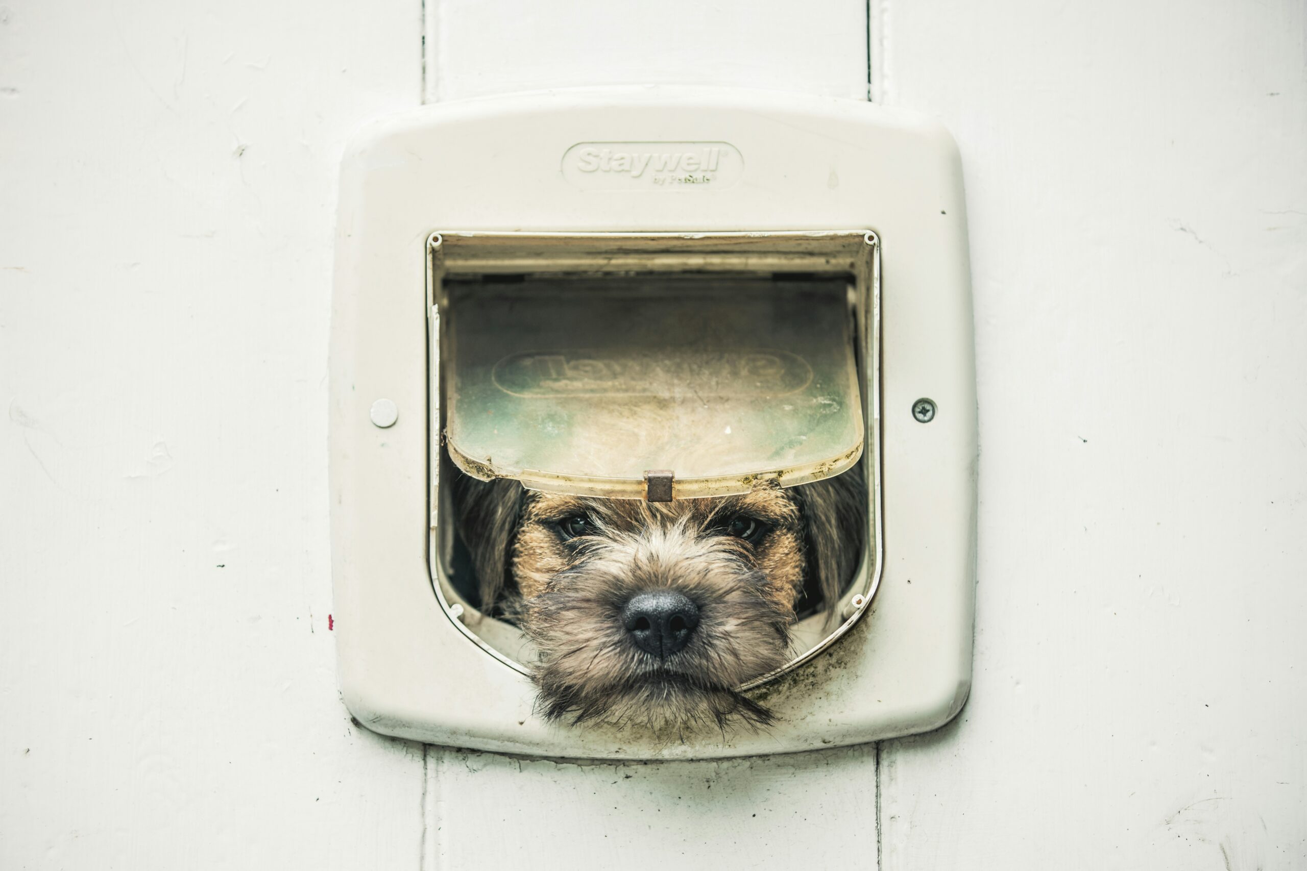 Here's my own dog, trying once again to escape out of the catflap - How to Install a Cat Flap in a Wooden Door