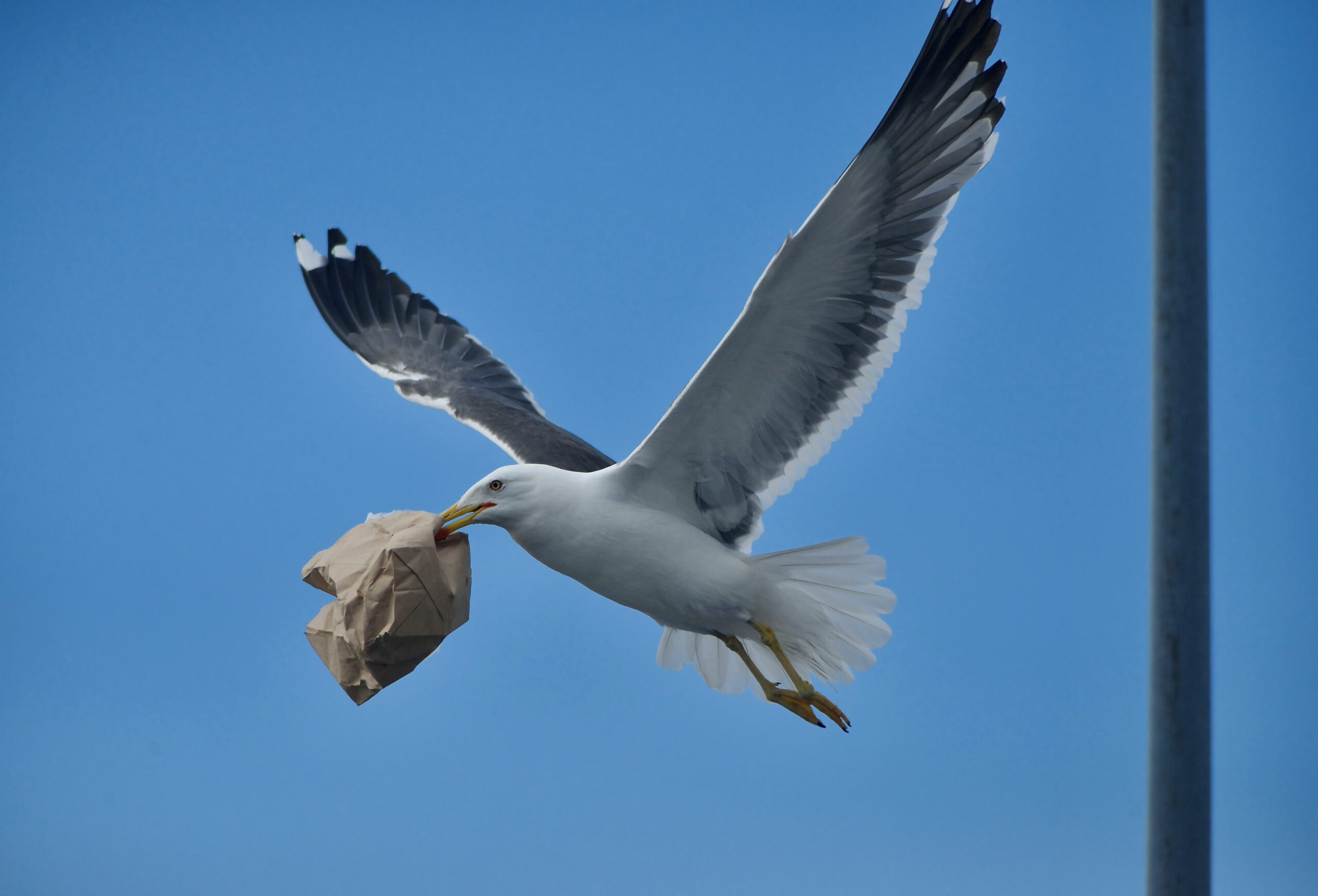a bird flying in the sky