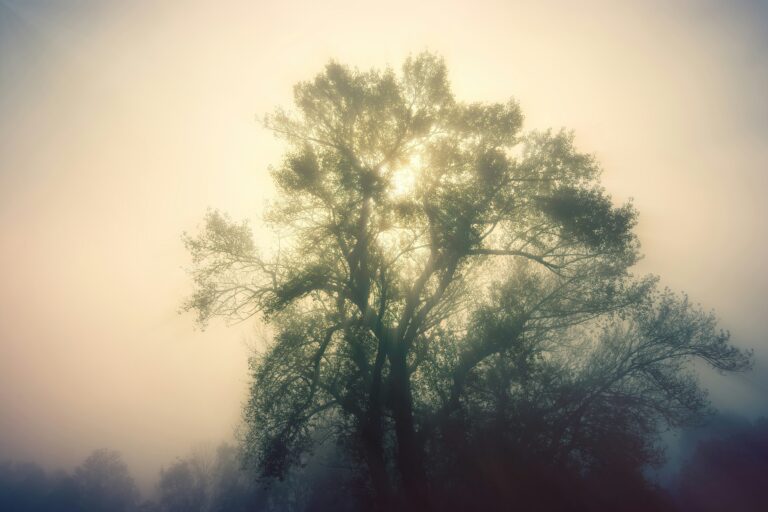 green tree during daytime