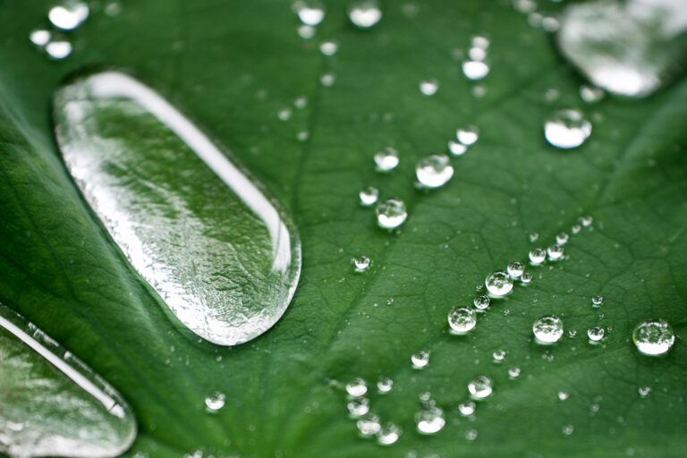 a close up of water droplets on a leaf