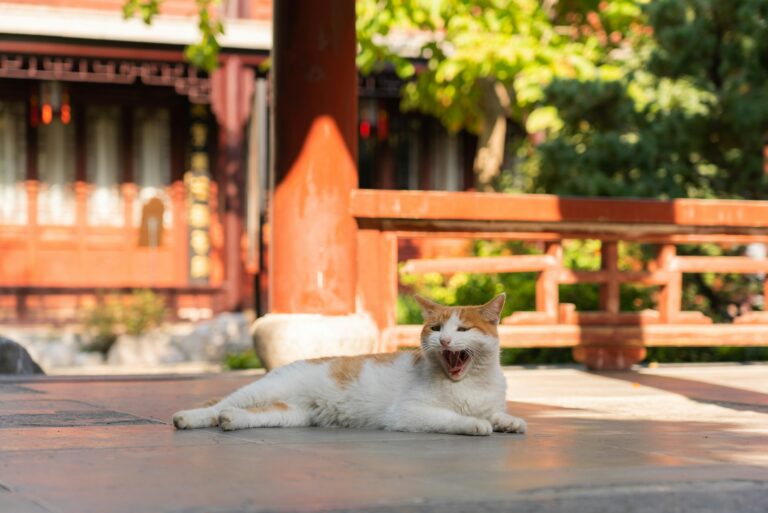 a cat lying on the ground