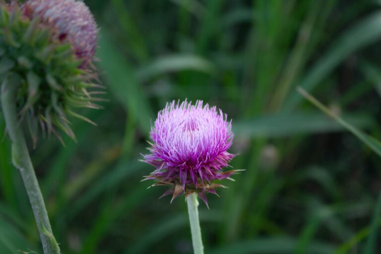 A close up of a purple flower in a field