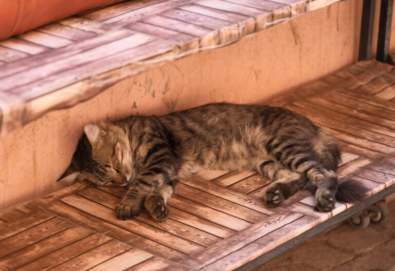 A tabby cat sleeps on a wooden bench.