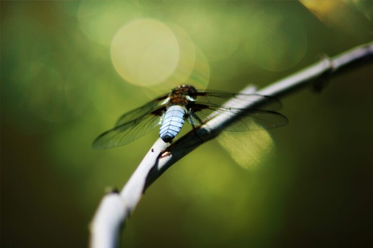 Dragonfly during sunbathing - Top 5 Spirit Levels for Accurate Measurements