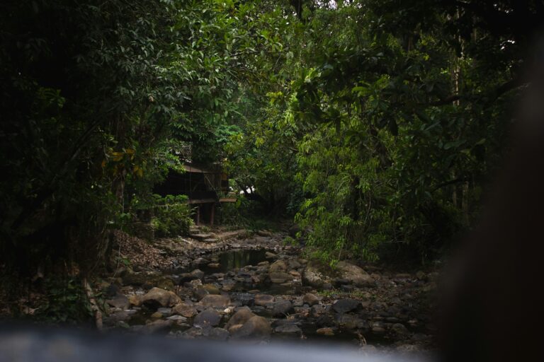 a river running through a lush green forest