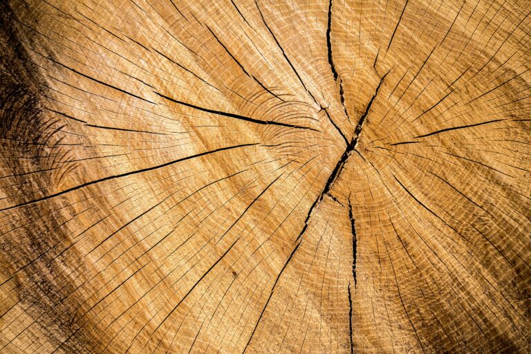 a close up view of a tree trunk