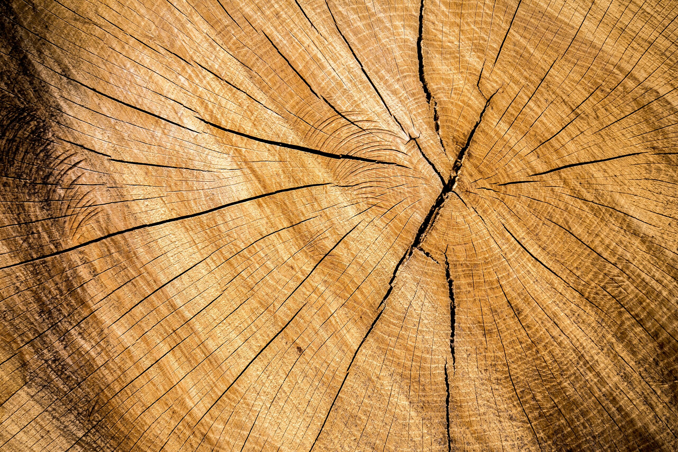 a close up view of a tree trunk