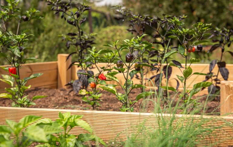 How to Build a Raised Bed for a Kitchen Garden