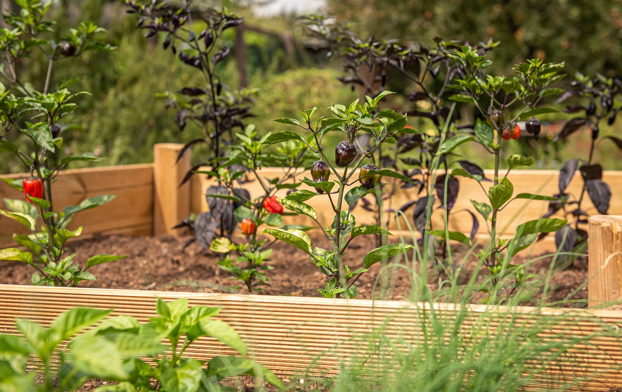 How to Build a Raised Bed for a Kitchen Garden