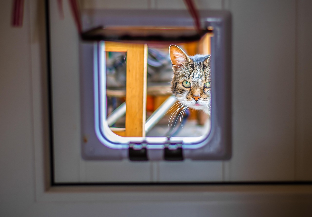 How to Install a Cat Flap in a Wooden Door