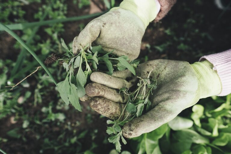 Top 5 Gardening Gloves for Novice Gardeners in 2026
